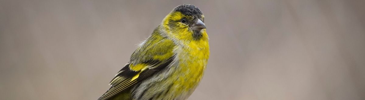 [paste advice page name here]